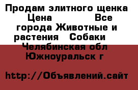 Продам элитного щенка › Цена ­ 30 000 - Все города Животные и растения » Собаки   . Челябинская обл.,Южноуральск г.